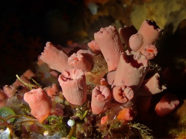 粉盘牙珊瑚、筒星珊瑚、不知名珊瑚、 Tubastraea sp._粉牙筒星珊瑚_海富瑜