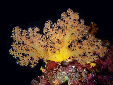 玉树珊瑚、穗棘软珊瑚_75.小穗黄_海富瑜