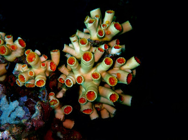 筒星珊瑚、太阳花骨架、未知名筒星珊瑚_红嘴白筒星珊瑚_海富瑜