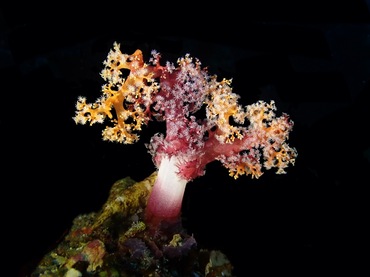 三色圣玉树珊瑚、白间红玉珊瑚、穗棘软珊瑚、_58.三色圣_海富瑜