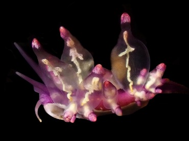 紫胆灯兔、紫胆海兔、灯氏、Eubranchus sp.9_灯紫胆_海富瑜