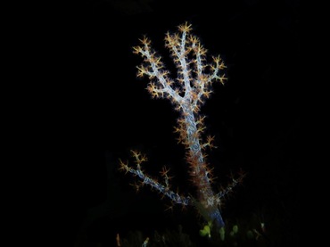 小穗黄玉树珊瑚、穗棘软珊瑚、不知名珊瑚_78.小穗黄_海富瑜