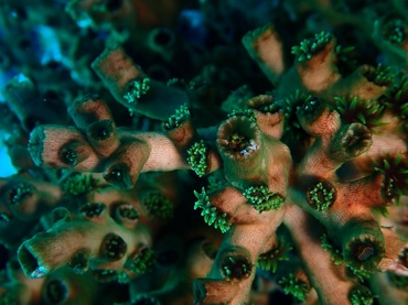 树筒星珊瑚，不知名珊瑚_密棕树筒星_海富瑜