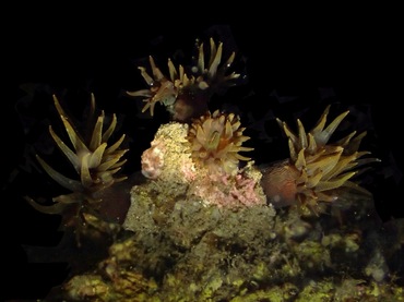 短棕筒星珊瑚、不知名筒星珊瑚_短棕筒星_海富瑜
