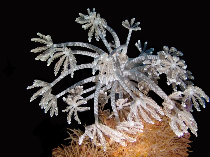 软珊瑚、羽珊瑚，不知名珊瑚_长臂羽珊瑚_海富瑜