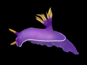 紫冻海兔、紫冻花兔、紫冻彩兔、Hypselodoris variobranchia_花紫冻_海富瑜