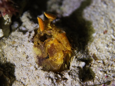 金螳螂虾、Lysiosquilloides mapia_黄金螳螂虾_海富瑜