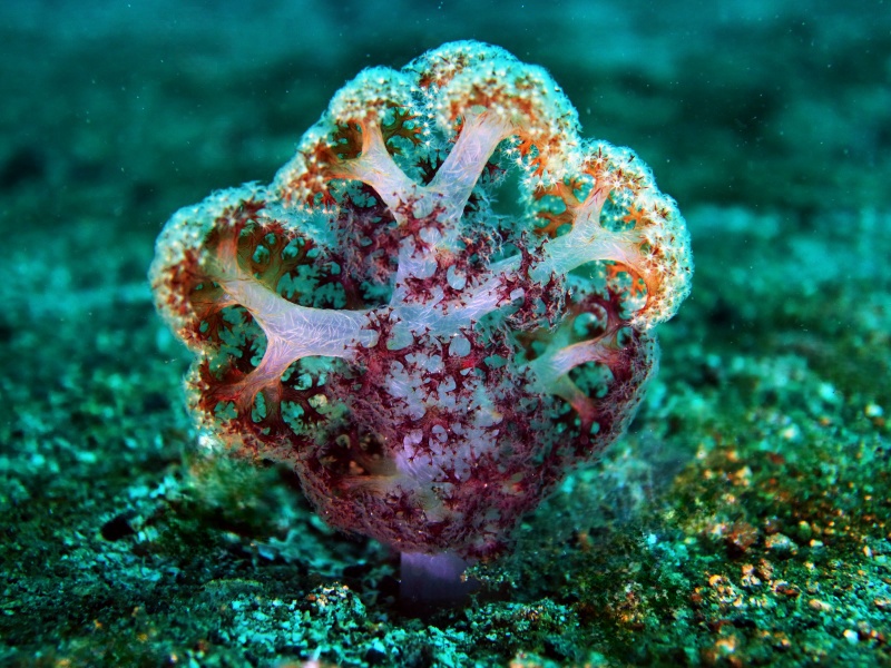 半红屏玉树珊瑚、穗棘软珊瑚、不知名珊瑚_79.半红屏_海富瑜
