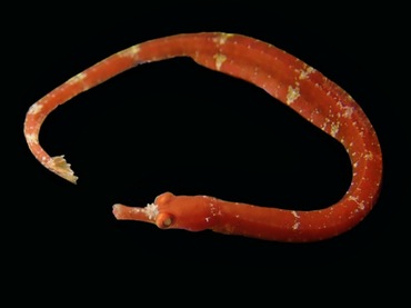 红色海龙、Acentronura gracilissima_红海龙_海富瑜