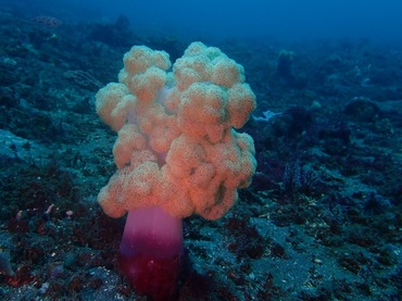 粗杆白玉树珊瑚、不知名珊瑚_80.粗杆白_海富瑜