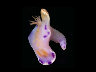 紫斑撚兔、紫斑对翼多彩海兔、紫斑彩兔、撚氏、Ceratosoma SP._撚紫斑_海富瑜