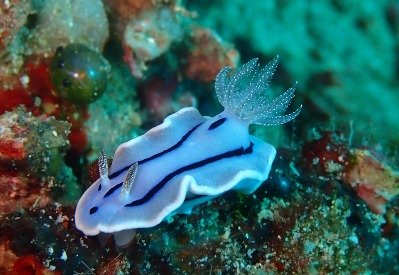 威廉海兔、Chromodoris Willani_彩威廉_海富瑜