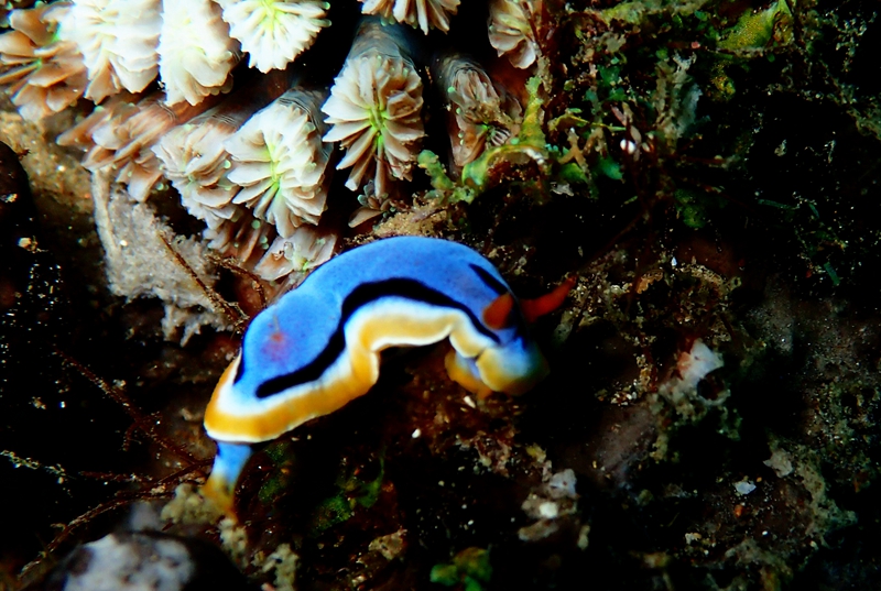 安娜海兔、Chromodoris annae_彩蓝瑛_海富瑜