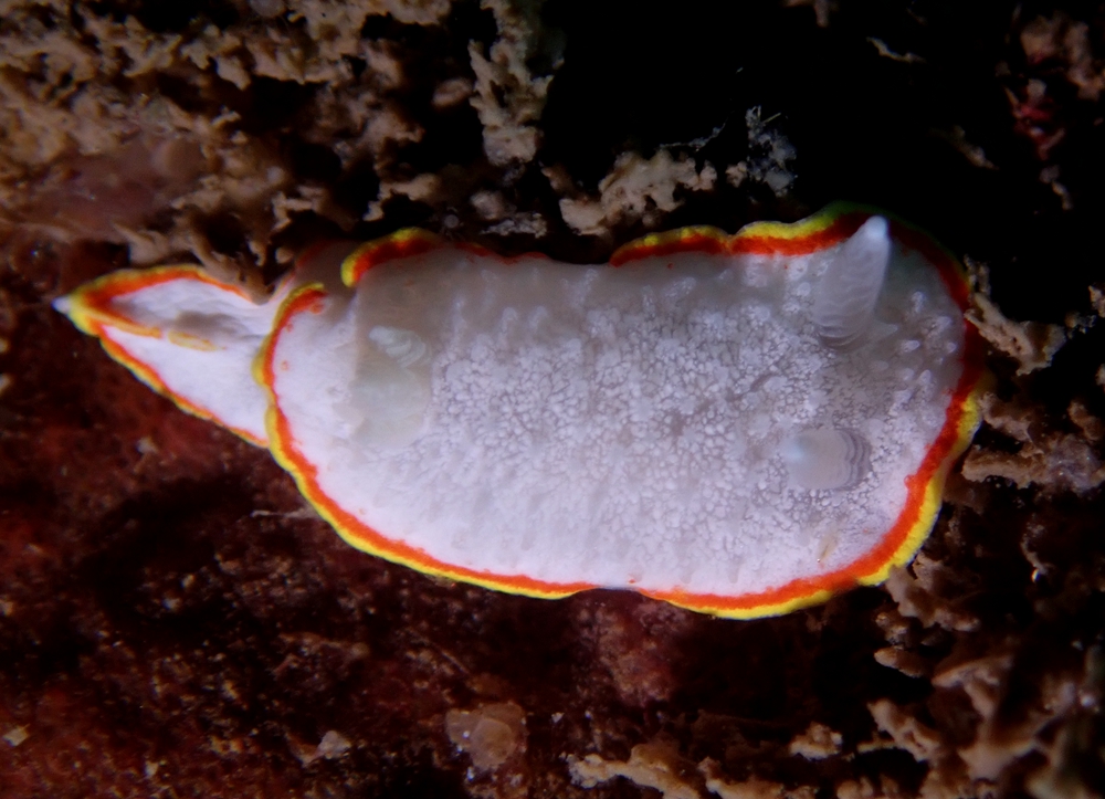 雪虱海兔、Diaphorodoris mitsuii_海富瑜
