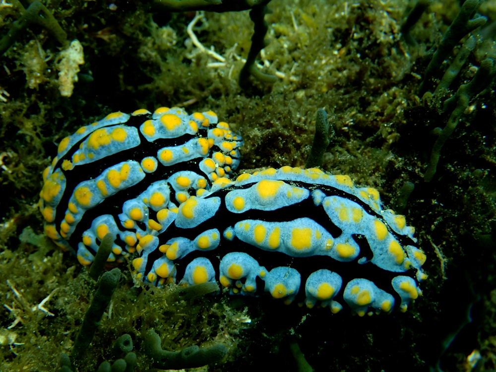 赑蜏海兔、Phyllidia varicosa_赑蜏海兔_海富瑜