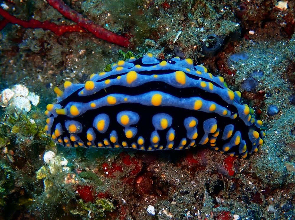 赑蜏海兔、Phyllidia varicosa_赑蜏海兔_海富瑜