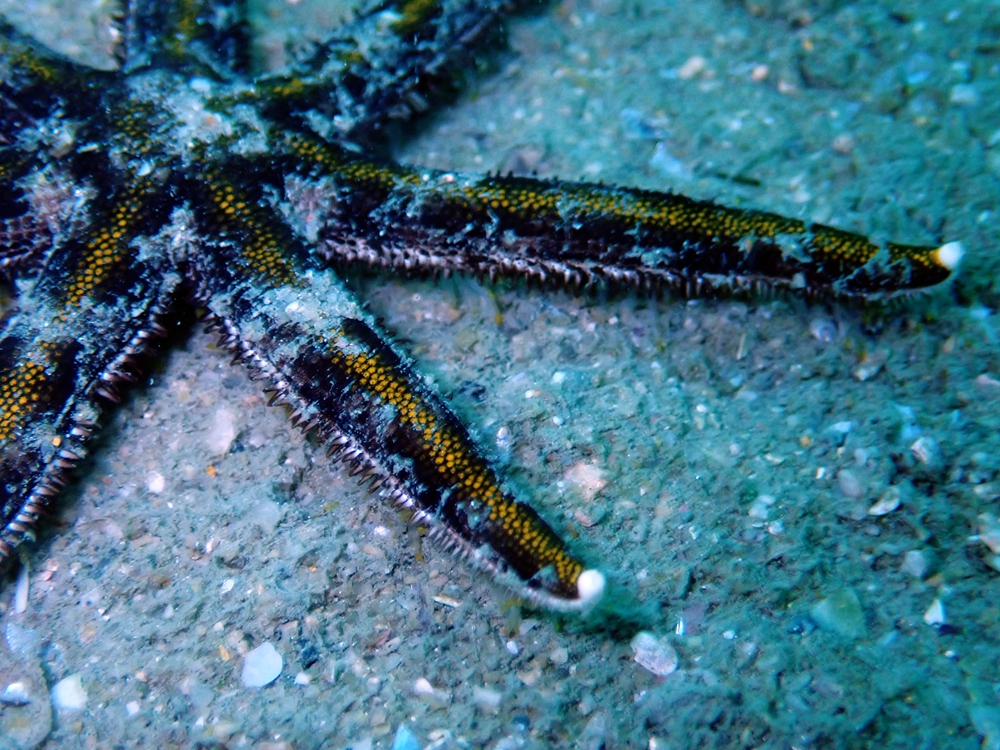 斑砂海星、Luidia maculate_斑砂海星_海富瑜