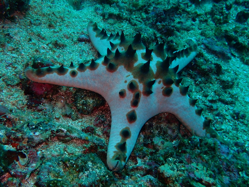 朱古力海星、Protoreaster nodosus_朱古力海星_海富瑜