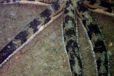 斑砂海星、Luidia maculate_斑砂海星_海富瑜