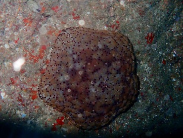 抱枕海星、面包海星、Culcita novaeguineae_面包海星_海富瑜