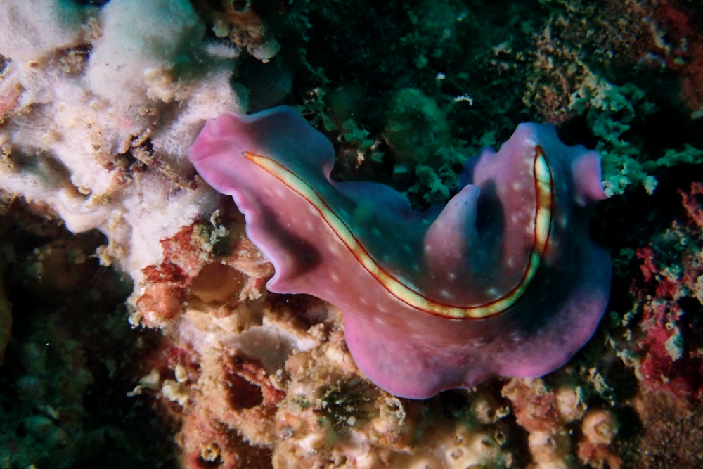 紫花彩带扁虫、海扁虫、Pseudoceros sp.12 _扁紫花_海富瑜
