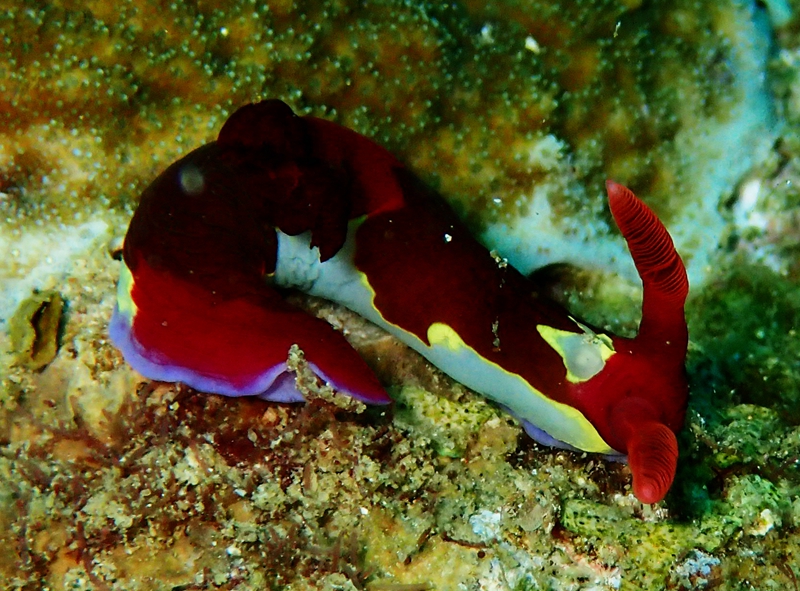 海生物_海兔(海蛞蝓\裸鳃动物)_那红斑_Nembrotha chamberlain_海富瑜