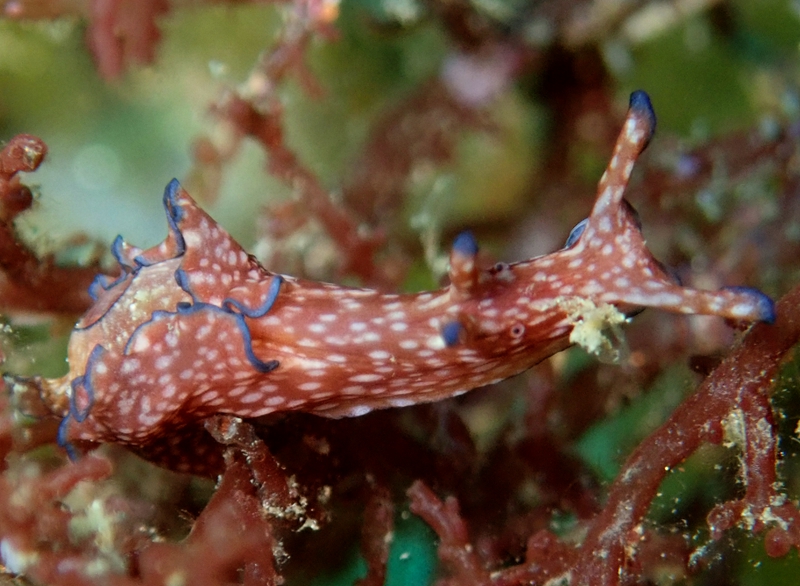 阿红海兔、阿红真海兔、阿红爱兔、阿红翼兔、爱氏、Aplysia SP._爱阿红_海富瑜