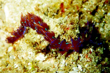 蓝龙海兔、紫灰翼海蛞蝓、蓝龙蓑兔、蓝龙裴兔、裴氏、Pteraeolidia ianthina_裴蓝龙_海富瑜