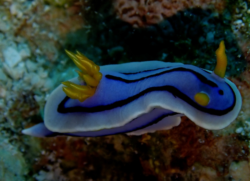 妲己海兔、Chromodoris sp1._彩妲己_海富瑜