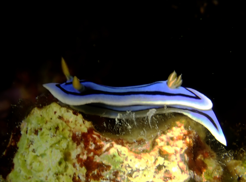 妲己海兔、Chromodoris sp1._彩妲己_海富瑜