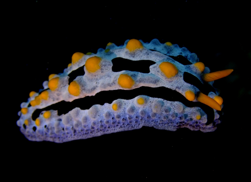 腔纹叶海蛞蝓、赑萝海兔、赑萝盘兔、赑萝麒麟兔、Phyllidia coelestis _麒麟赑萝_海富瑜