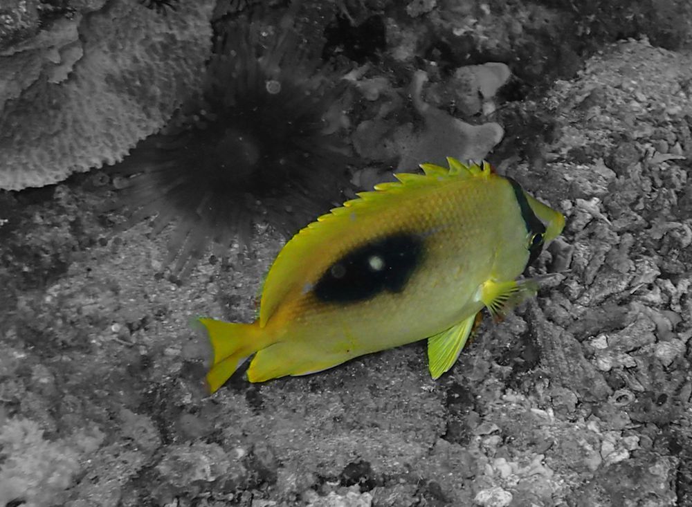 镜斑蝶、Chaetodon speculum_镜斑蝶_海富瑜