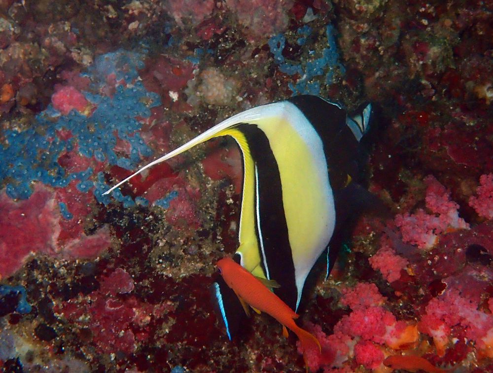 角镰鱼、Zanclus cornutus_角镰鱼_海富瑜