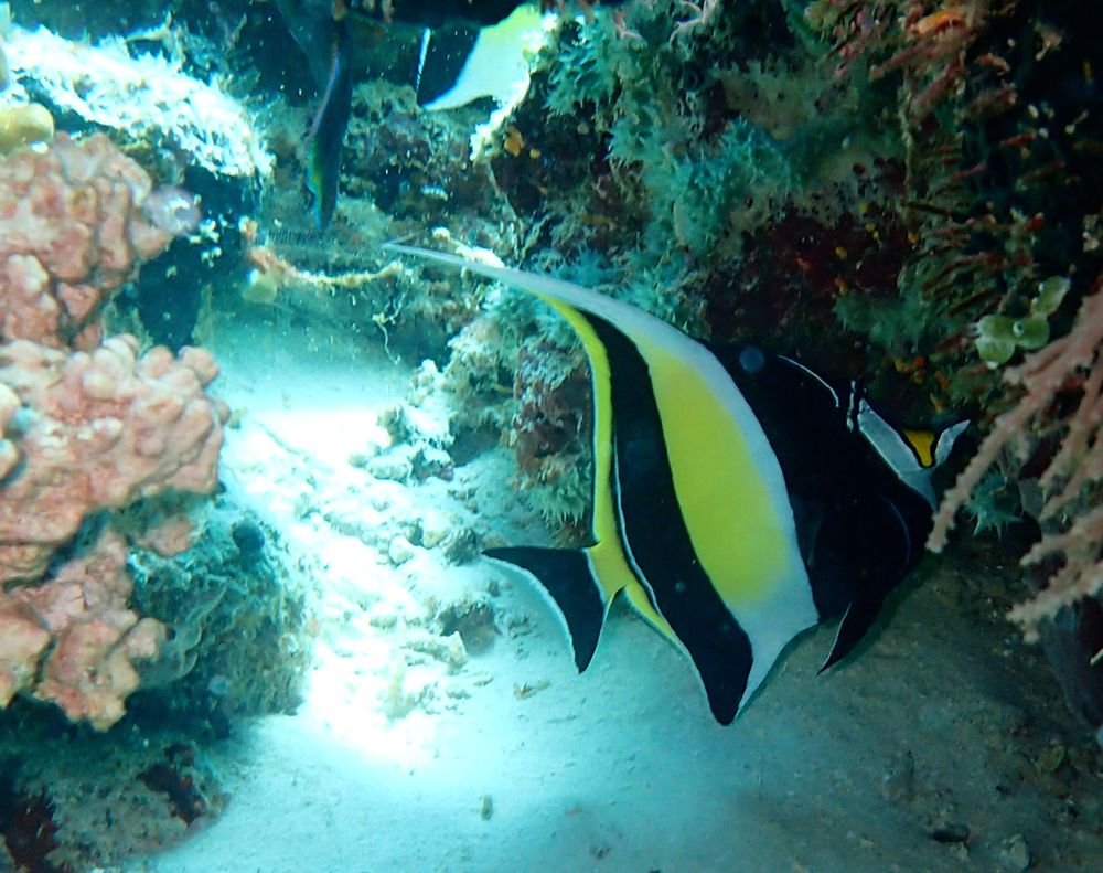 角镰鱼、Zanclus cornutus_角镰鱼_海富瑜