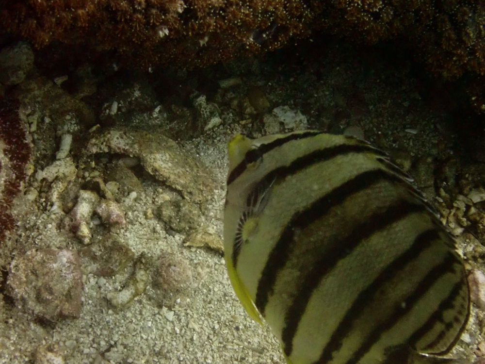 八带蝴蝶鱼、八间蝶、Chaetodon octofasciatus_八线蝶_海富瑜