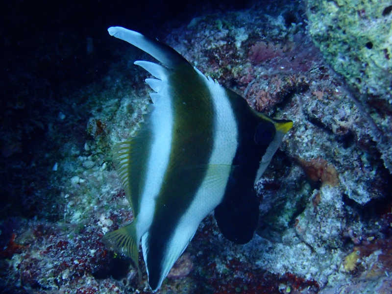 金口马夫、heniochus chrysostomus_金口马夫_海富瑜
