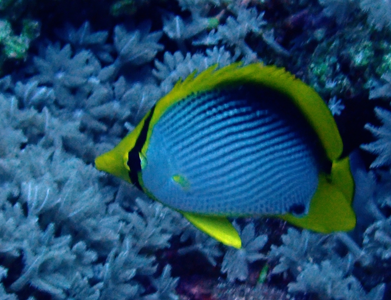 曙色蝶、黑背蝴蝶鱼、Chaetodon melannotus_黑背蝶_海富瑜
