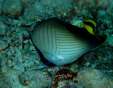假人字蝶、Chaetodon vagabundus_假人字蝶_海富瑜