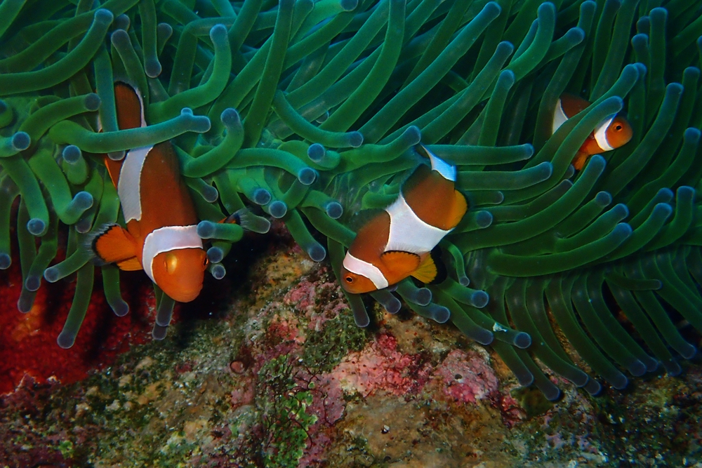公子小丑、Amphiprion ocellaris _公子小丑_海富瑜