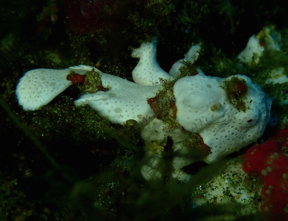 大斑躄鱼、Antennarius maculatus_白色大斑躄鱼_海富瑜