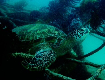 绿海龟、Chelonia mydas_绿海龟_海富瑜