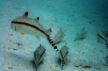 棕带羊鱼、Upeneus tragula_棕带须公_海富瑜