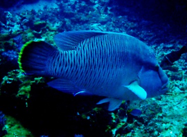 苏眉、龙王鲷、Cheilinus undulatus_苏眉_海富瑜