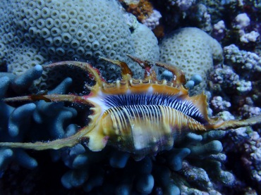 蜘蛛螺、Pterocera nodosa_紫口蝎子螺_海富瑜