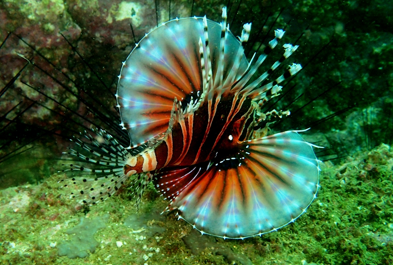花斑短鳍狮子鱼、花斑狮_花斑狮_海富瑜