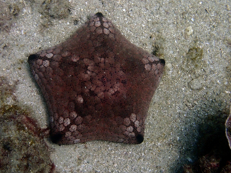 抱枕海星、面包海星、Culcita novaeguineae_面包海星_海富瑜