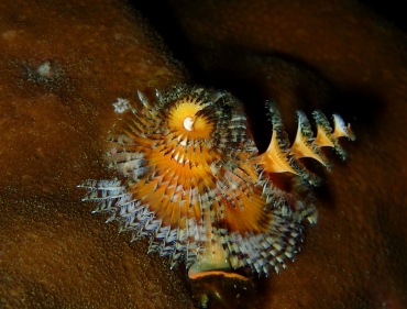 黄心杂羽圣诞树虫、Spirobranchus giganteus_黄心杂羽_海富瑜
