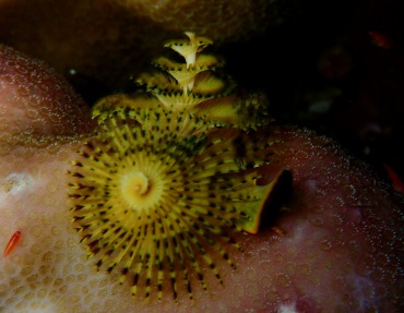 白心杂羽圣诞树虫、Spirobranchus giganteus_白心杂羽_海富瑜