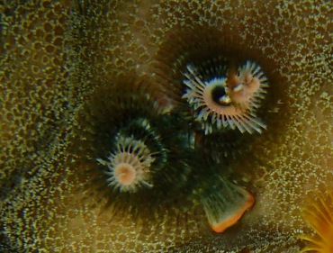 白心杂羽圣诞树虫、Spirobranchus giganteus_白心杂羽_海富瑜