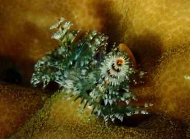 白心杂羽圣诞树虫、Spirobranchus giganteus_白心杂羽_海富瑜